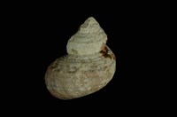 藏品(高腰蠑螺)的圖片